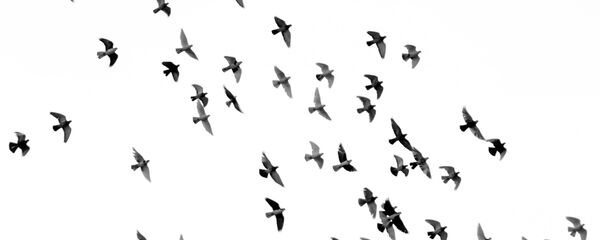 Jato ptica Jato ptica - Sputnik Srbija