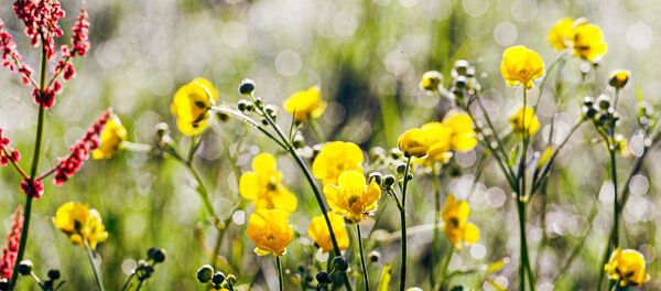 Prolećno cveće - Sputnik Srbija