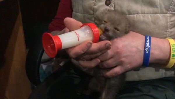 Ускршње изненађење: У подруму пронашли младунче лисице - Sputnik Србија