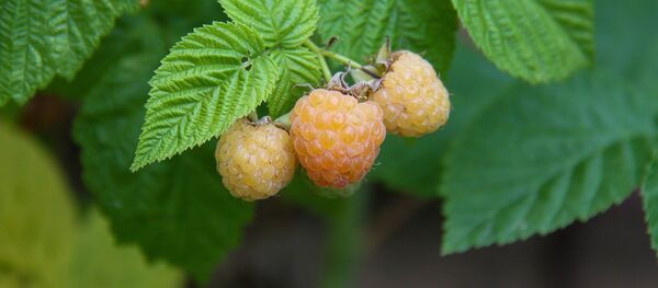 Žuta malina Žuta malina - Sputnik Srbija