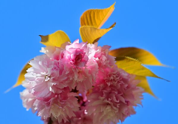 Ova mirisna aleja jedna je od novih atrakcija Sočija. Pun cvat trešnje u vrtu. - Sputnik Srbija
