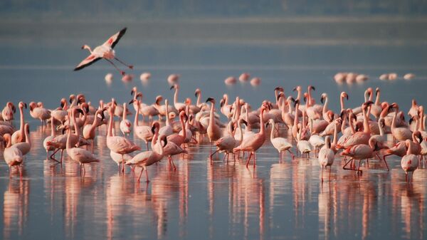 Flamingosi - Sputnik Srbija