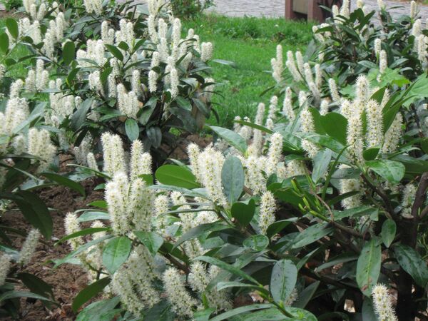 Bukove šume u Srbiji nominovane za svetsku prirodnu baštinu /foto/ - Sputnik Srbija