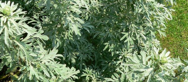 Пелин  - Sputnik Србија