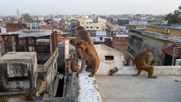 Мајмуни у Индији - Sputnik Србија