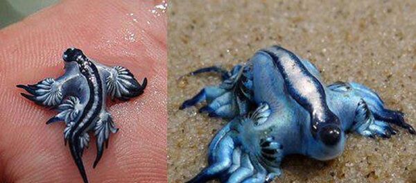 Плави змај - Sputnik Србија