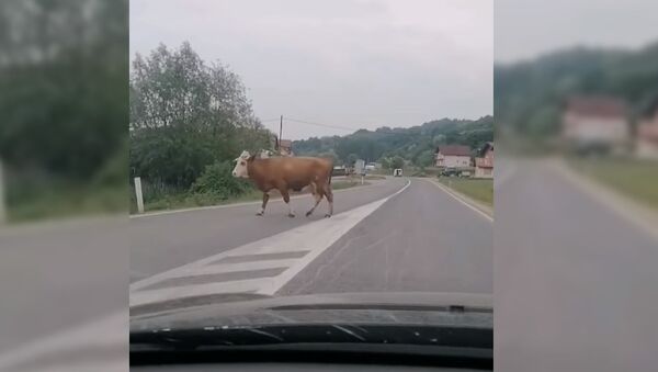 Крава испала из комбија - Sputnik Србија