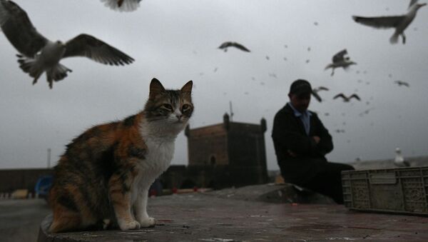 Мачка и птице - Sputnik Србија