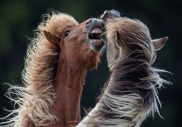 Сан постао јава: Како се чувају ретке врсте животиња у Русији Сан постао јава: Како се чувају ретке врсте животиња у Русији - Sputnik Србија