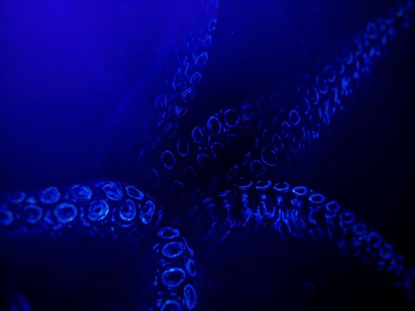 Трагови борбе две звери: Пронађени докази да џиновско морско чудовиште постоји /видео/ - Sputnik Србија