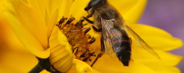 Пчела на цвету - Sputnik Србија