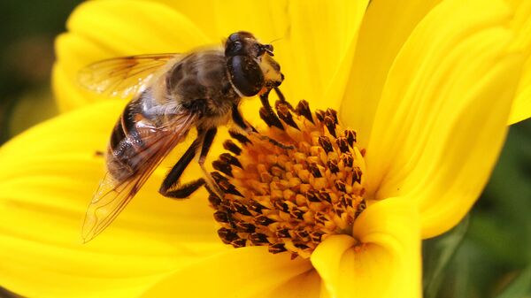 Пчела на цвету - Sputnik Србија