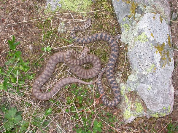 Белоушка и Степски смук усред Београда: Колико су опасне змије које живе близу нас Белоушка и Степски смук усред Београда: Колико су опасне змије које живе близу нас - Sputnik Србија