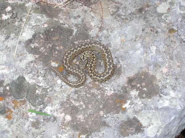 Белоушка и Степски смук усред Београда: Колико су опасне змије које живе близу нас Белоушка и Степски смук усред Београда: Колико су опасне змије које живе близу нас - Sputnik Србија