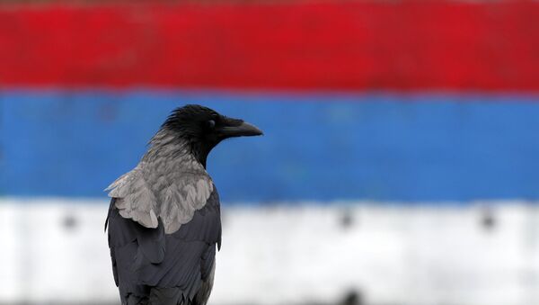Ptica stoji ispred srpske zastave - Sputnik Srbija