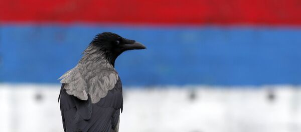 Ptica stoji ispred srpske zastave Ptica stoji ispred srpske zastave - Sputnik Srbija