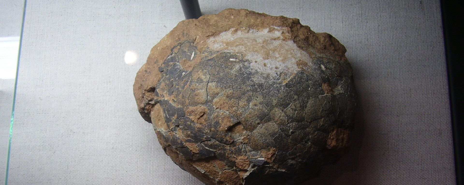 Јаје диносауруса - Sputnik Србија, 1920, 19.06.2020