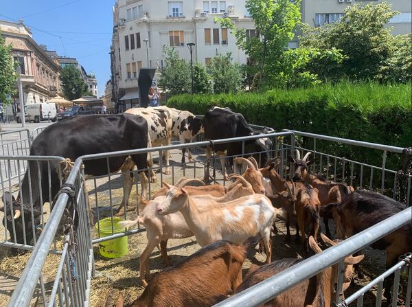 Nesvakidašnji prizor: Krave i koze u centru Beograda  - Sputnik Srbija