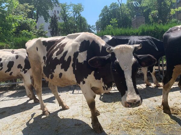 Nesvakidašnji prizor: Krave i koze u centru Beograda  - Sputnik Srbija