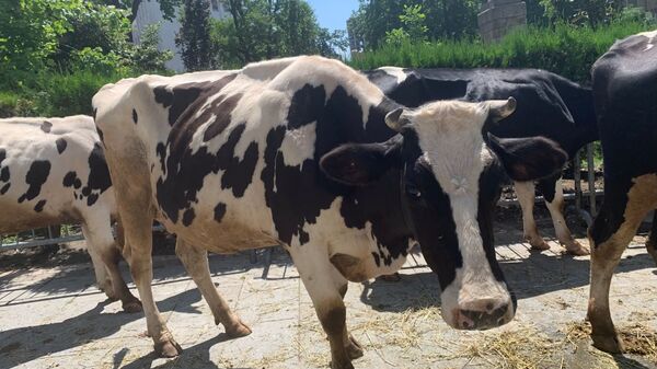 У Српској код Шипова потврђен случај антракса код краве