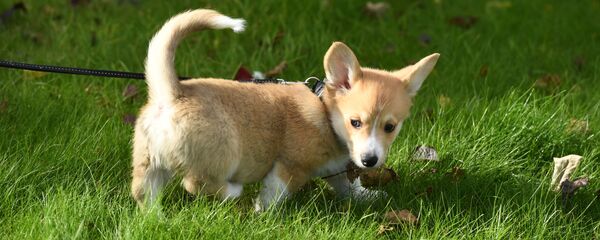 „Црвени“ одлази у пензију - Sputnik Србија