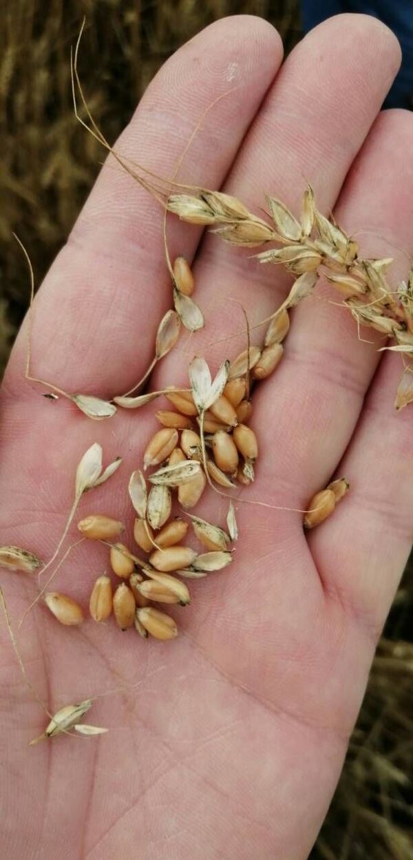 Пшенице довољно и за извоз, упркос невремену и незаинтересованости одговорних  - Sputnik Србија