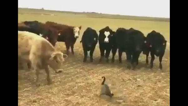 goose fighting cows - Sputnik Srbija