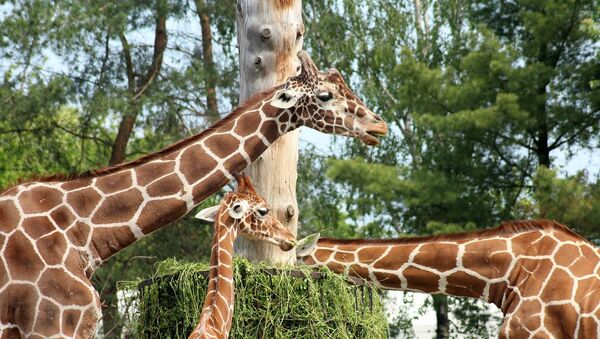 Жирафе у зоо-парку - Sputnik Србија