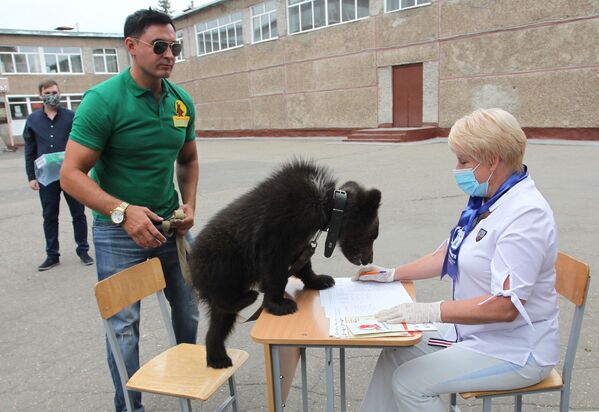 Zamenik direktora zoološkog vrta u Barnaulu, Aleksandar Čebotarjov, prisustvuje glasanju u svom gradu u društvu medveda Daše. - Sputnik Srbija