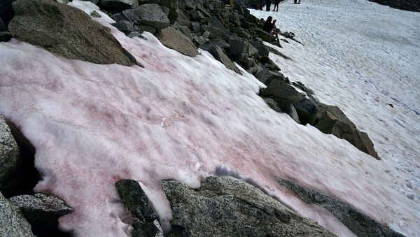  Ружичаста боја снега наводно је последица присуства колонија алги врсте Ancylonema nordenskioeldii са Гренланда. - Sputnik Србија