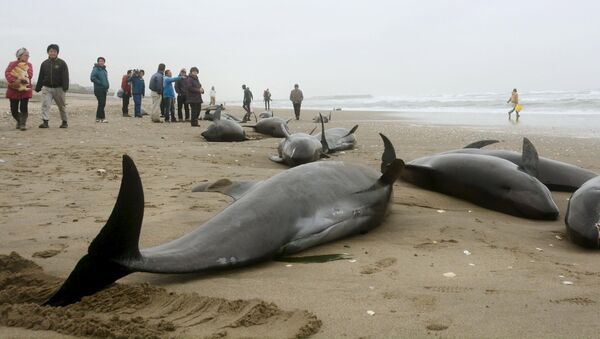 Насукани делфини у Јапану - Sputnik Србија