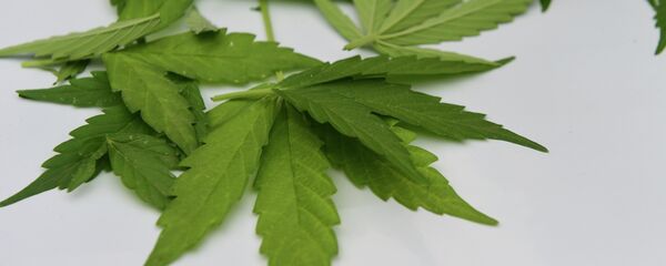 Лист канабиса - Sputnik Србија