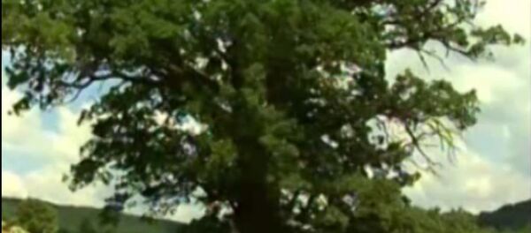 Храст код Савинца - Sputnik Србија