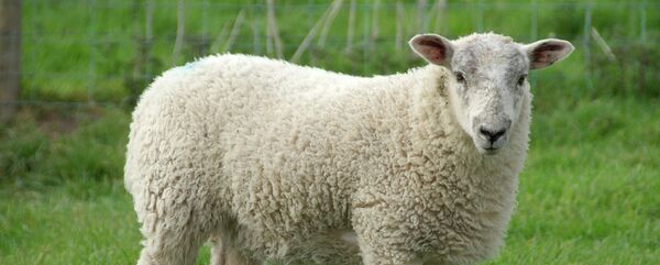 Ovca - Sputnik Srbija