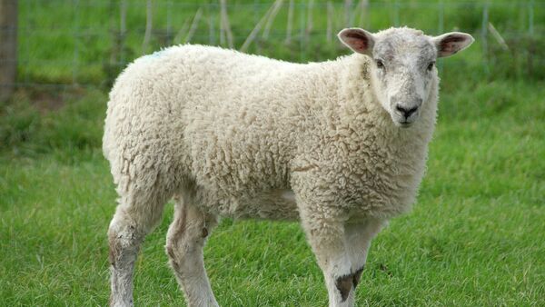 Овца - Sputnik Србија