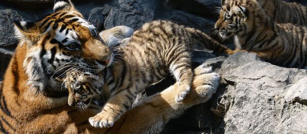 Амурски тигрови Амурски тигрови - Sputnik Србија