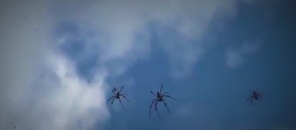 Киша паукова, Аустралија - Sputnik Србија