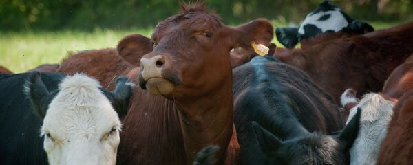 Краве и волови - Sputnik Србија