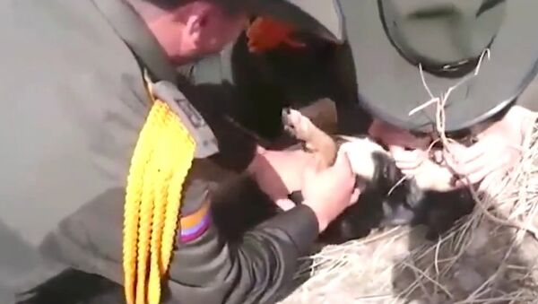 Dramatic rescue: Colombia police pull dog from mudslide, give him mouth-to-mouth - Sputnik Srbija