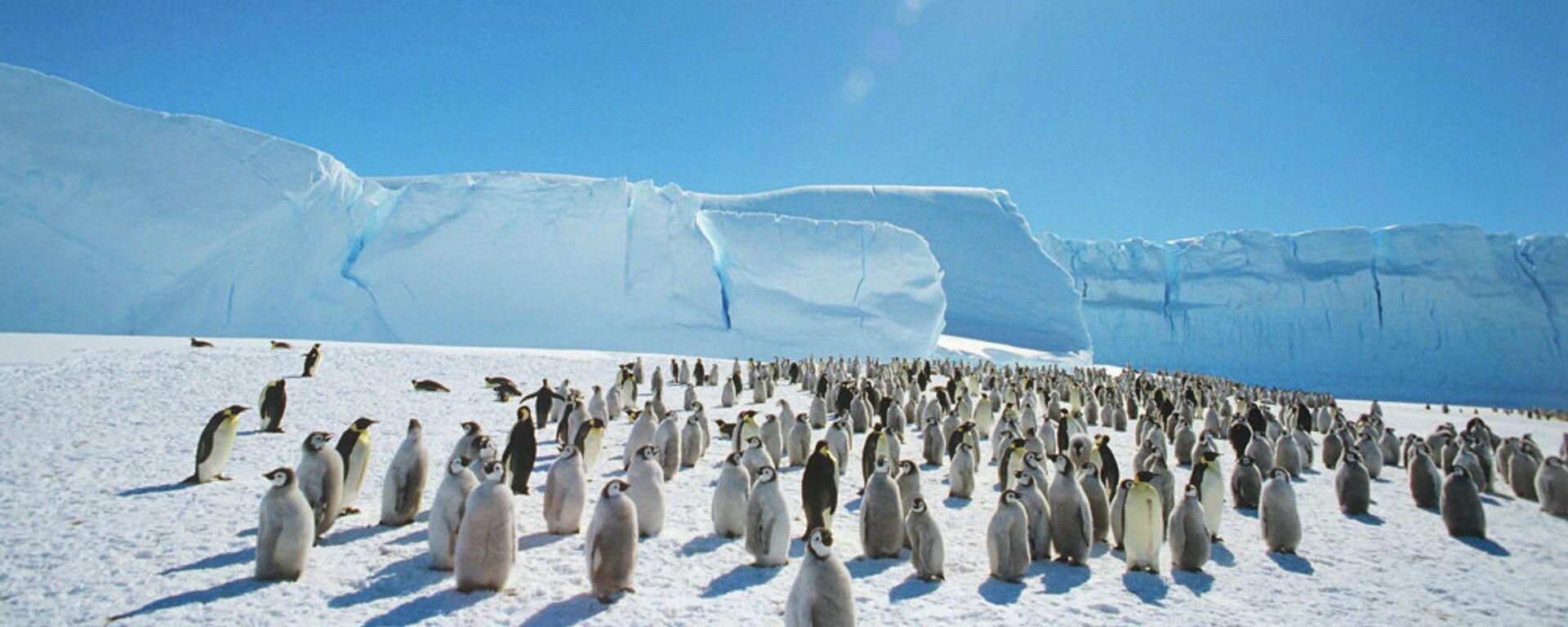 Царски пингвини у близини совјетске истраживачке станице на Антарктику - Sputnik Србија, 1920, 15.02.2021