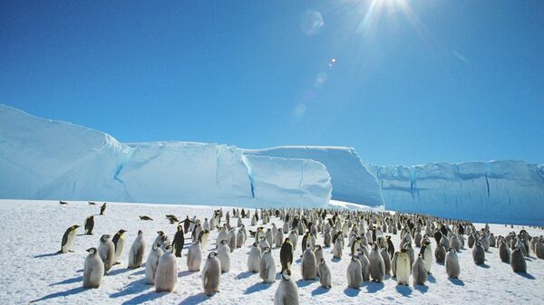 Царски пингвини у близини совјетске истраживачке станице на Антарктику - Sputnik Србија