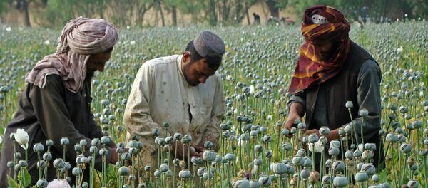 Поље под маком у Авганистану - Sputnik Србија