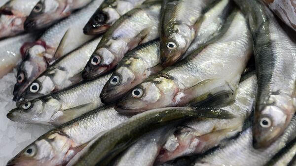 Све врсте риба садрже драгоцене витамине. - Sputnik Србија