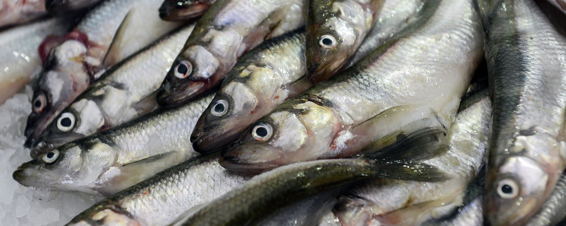 Све врсте риба садрже драгоцене витамине. - Sputnik Србија, 1920, 04.08.2021