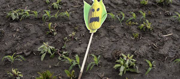 ГМO ГМO - Sputnik Србија