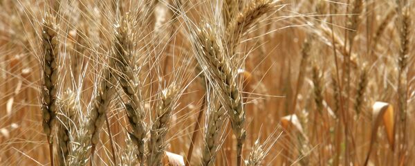 Житарице - Sputnik Србија