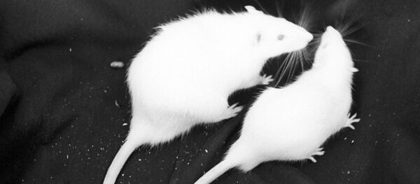 Пацови - Sputnik Србија