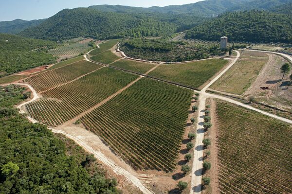 Хиландар - Нова лоза Хиландара ове јесени ће дати прво вино - Sputnik Србија