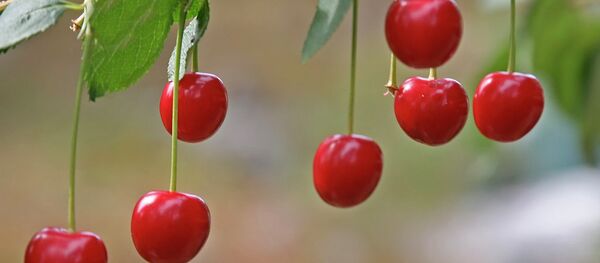 Višnje - Sputnik Srbija