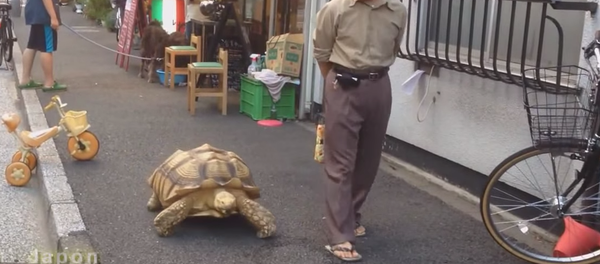 Неко пса, неко мачку, а Јапанац корњачу - Sputnik Србија